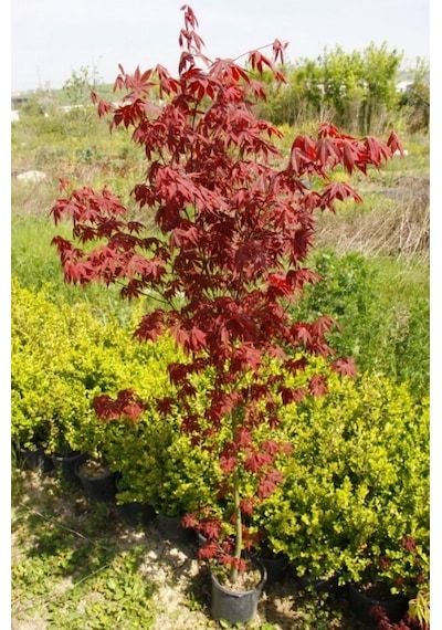 Kırmızı Yapraklı Japon Akçaağaç Acer Palmatum Atropurpureum