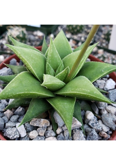 Haworthia Rigida 10 Adet