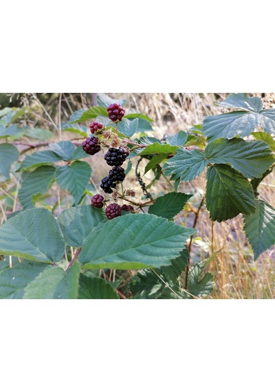 Yediveren Böğürtlen Fidanı Rubus Fruticosus Tüplü