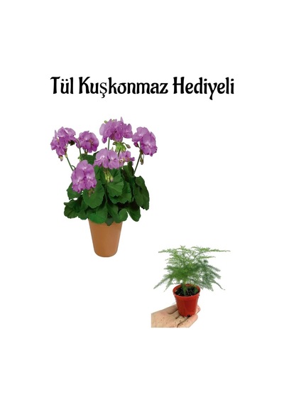 Hediyelik Mor Renk Sardunya Fidanı Kadınlar Gününe Özel Tül Kuşkonmaz Hediyeli