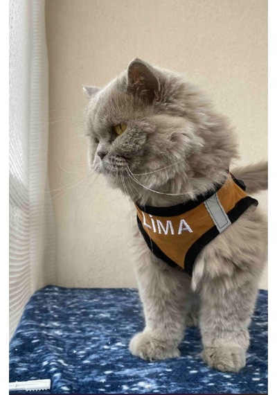 Kedi Köpek Göğüs Tasma Seti Isimli