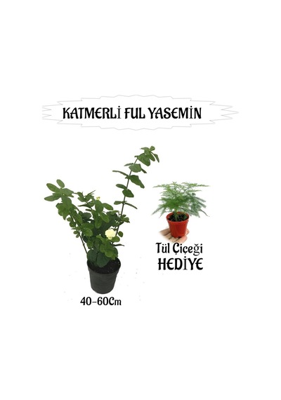 Mis Kokulu Katmerli Ful Yasemin 1 Adet+tül Kuşkonmaz Çiçeği