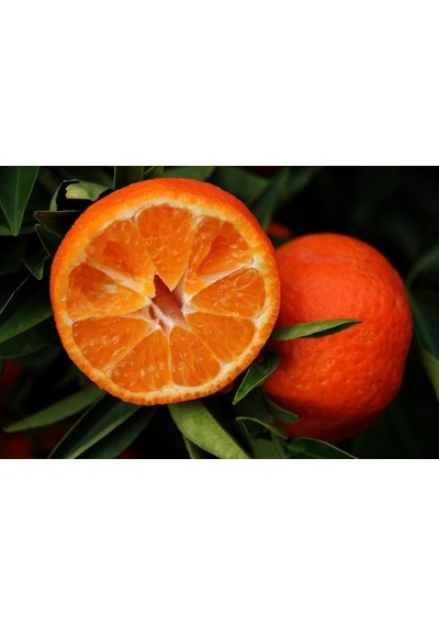 Tüplü Aşılı Klemantin Kokulu King Mandalina Yaş 1-2 Boy  90-110cm