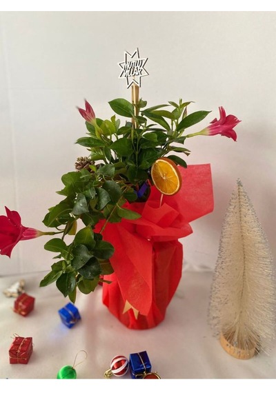 Hediyelik Kırmızı Mandevilla Sarmaşığı Süslemeli Yılbaşına Özel Kozalak+portakal