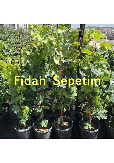 2 Yaş Çavuş Üzüm Fidanı