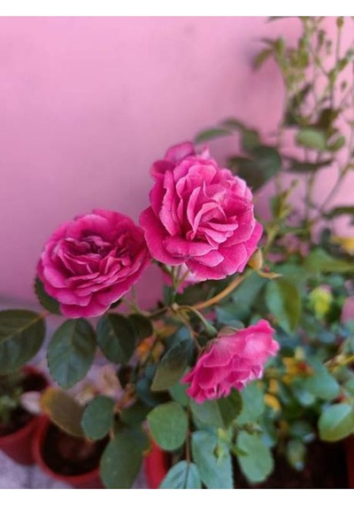 Yediveren Eflatun Gül Fidanı 50 80 Cm Saksılı Aşılı Gül LRose