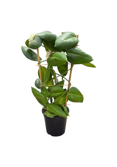 Hoya Calycina 'stargazer' Mum Çiçeği