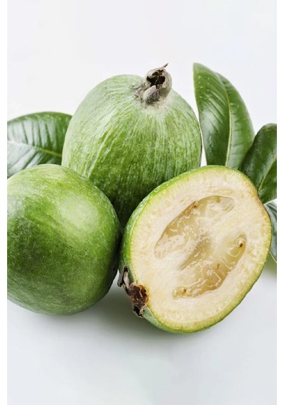 Tüplü Feijoa Kaymak Ağacı Fidanı 3 Yaş