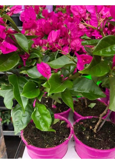 Bodur Begonvil Bougainvillea Ev - Balkon Begonvil