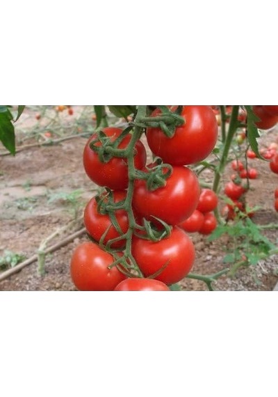 Domates Hibrit Salkım Domates 44 F1-10 Adet Tohumluk Standart
