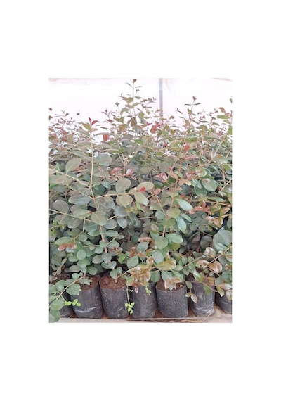 Evgenya Çalısı Bahçe Peyzaj Bitkisi 50-70cm Saksılı/tüplü Eugenia Etna Fire