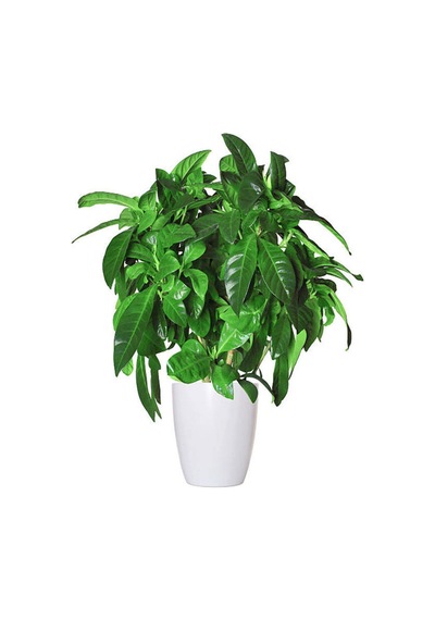 Videolu Anneler Gününe Özel Gardenya Tomurcuk 20 40 Cm 1 Adet Saksılı Iç Mekan Bitkisi Gardenia