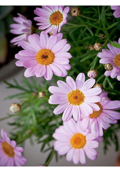 Açık Pembe Çeşme Papatyası 1 Adet Saksılı/ Tüplü 30-65 Cm Çeşme Pink Daisy