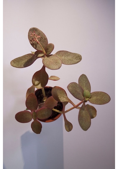 Peri Yeşim Bitkisi Crassula Multicava Sukulent Tekli 5,5 Cm Saksıda