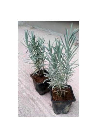 Lavanta 30-50 Cm Saksıda