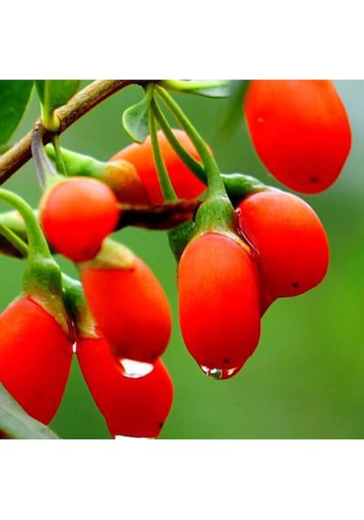 2 Adet Goji Berry Fidanı Nq1 Tombul Meyve Tüplü 1 Yaş 12 Ay Dikebilirsiniz....