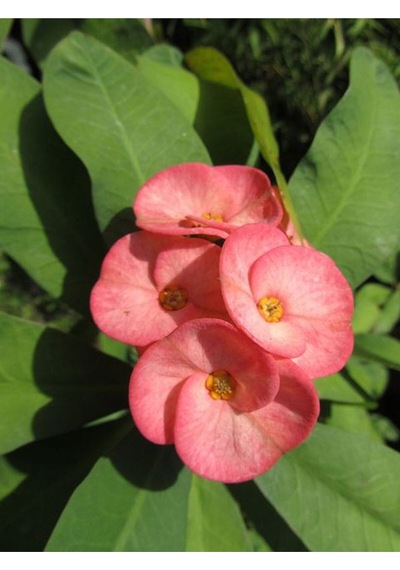 Pembe Milli Dikenler Tacı 1 Adet Saksılı Kaktüs 20-40 Cm Ofis Bitkisi Euphorbia