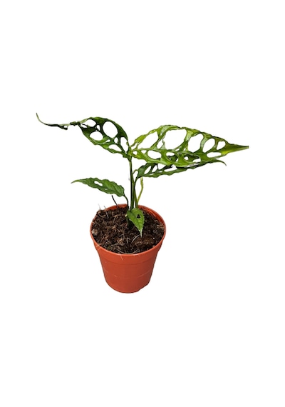 Monstera Obliqua (Deve Tabanı) Ø12 CM Y20-25 CM