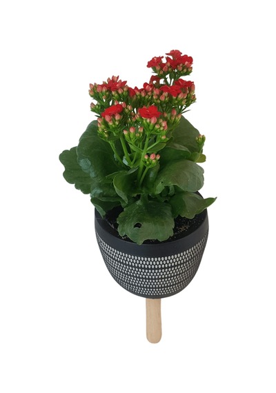 Kırmızı Kalanşo Siyah Damla Saksıda  Kalanchoe