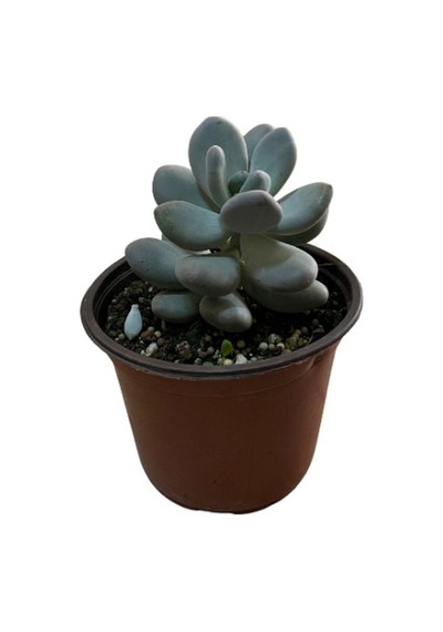 Pachyphytum 'Blue Haze' (Sukulent) Ø12 CM Y15-20 CM