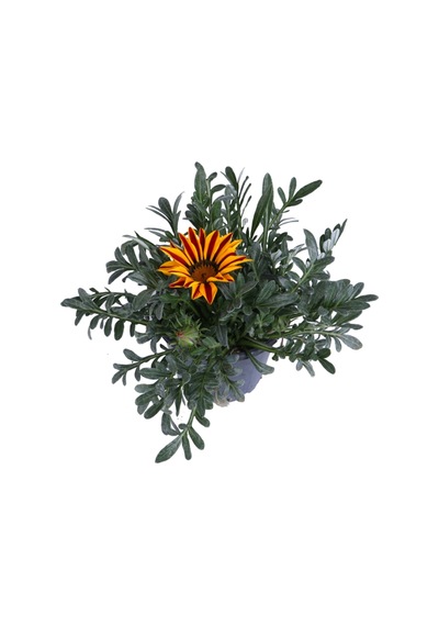 Gazanya Çiçeği Koyun Gözü Saksı'da Gazania