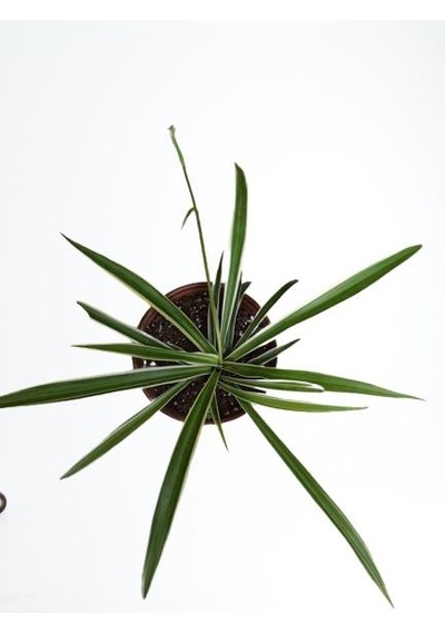 Kurdele Çiçeği Chlorophytum Kurdale