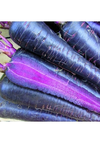 20 Havuç Deep Purple Havuç Tohumu
