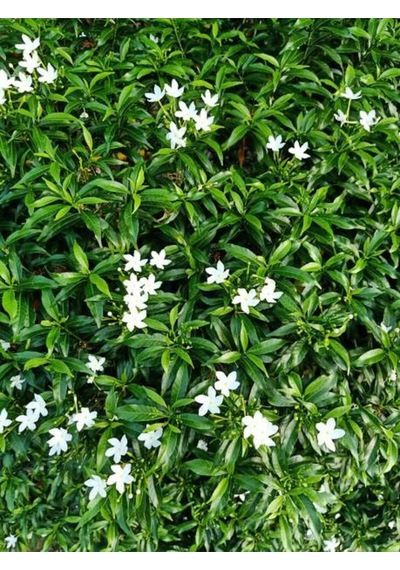 Videolu Jasminum Polyanthum Jasmine Kokulu Çin Yasemini Beyaz 1 Adet Saksılı 30-60cm