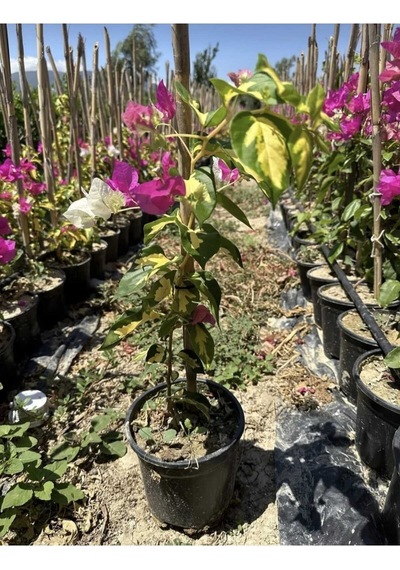 Çift Renkli Pembe Beyaz Begonvil Bougainvillea 30-60cm