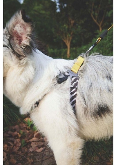 M-pets Wild Safari Harness Köpek Göğüs Tasması Xs Sarı