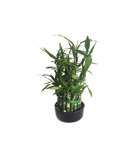 Lucky Bamboo (Şans Bambusu) Ø10,5 CM Y15-20 CM