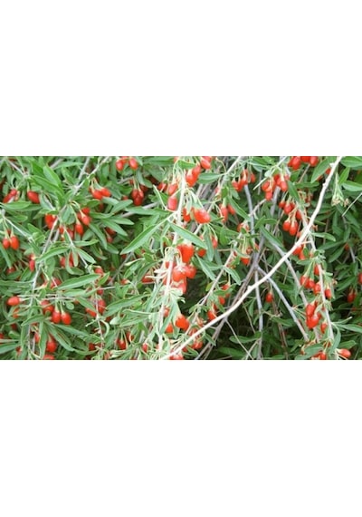 Kırmızı Goji Berry Fidanı Nq1 Meyve Verme Durumunda 120-150 Cm