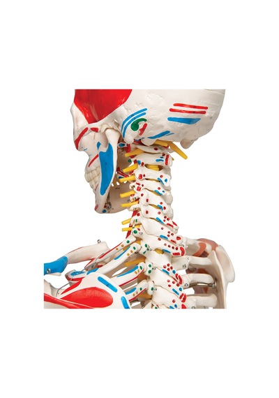 Iskelet Modeli. Kasları Ve Ligamentleri Gösteren 180 Cm