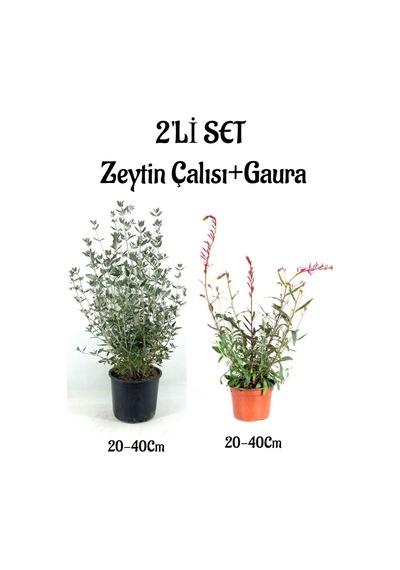 Zeytin Çalısı Çiçeği Fidanı 20-40cm +gaura Çiçeği 20-40cm 2'li Set Saksılı Bahçe Bitkisi