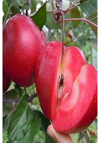 3 Yaş Red Apple İçi Dışı Kırmızı Elma Fidanı