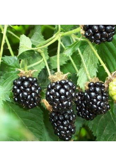 Tüplü Aromalı Dikensiz Bursa-1 Böğürtlen Fidanı