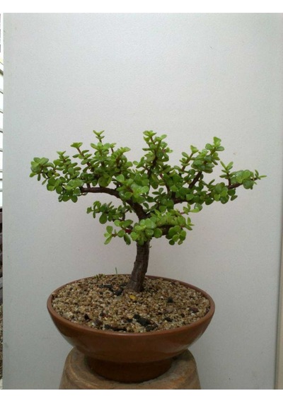 Toprak Saksıda Para Bonsai No 3