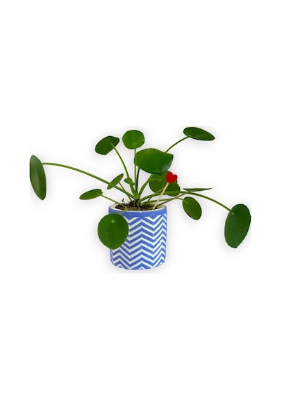 Çin Para Bitkisi | Mini Pilea | Mavi Saksıda