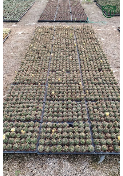 Thelocactus İdeas Çiçek Açan Kaktüs 5.5 Cm Saksıda