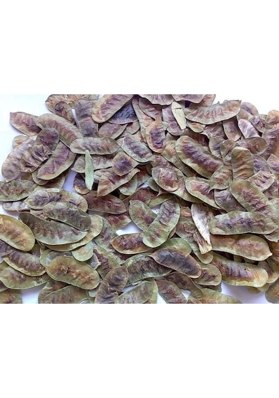 Botanik Sağlık Dökme Bitkiler Aşlık Otu / Devegözü 100 G
