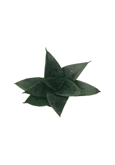 Sansevieria Jade (Paşa Kılıcı)  Ø10,5 CM H15-20 CM