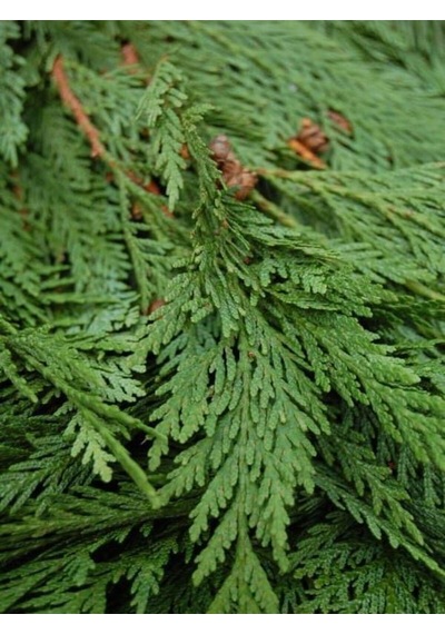 Videolu Leylandi Çam Fidanı 1 Adet Saksılı/ Tüplü 40-60 Cm Bahçe Bitkisi Cupressocyparis Leylandii
