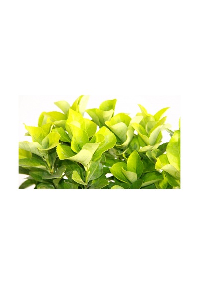 Gold Taflan Euonymus Japonica Aurea Sarı Çit Bitkisi Mavi Sak