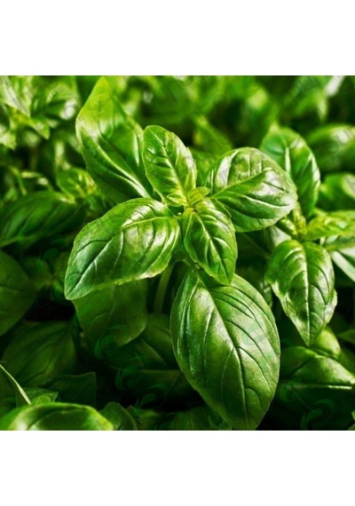 Doğal Lime Fesleğen Tohumu 100 Tohum