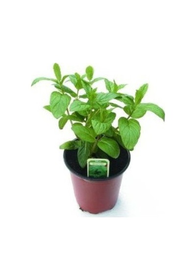 Saksılı Nane Fidanı Fidesi Mentha 10-20 Cm