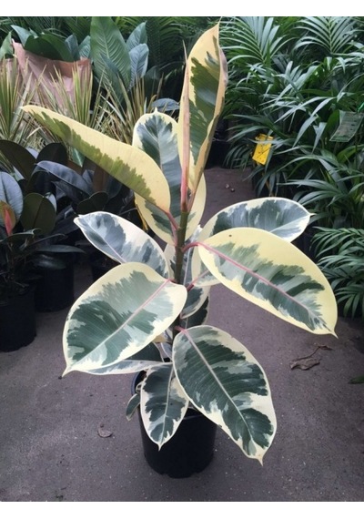 Peperomia & Alacalı Kauçuk & Starliçe