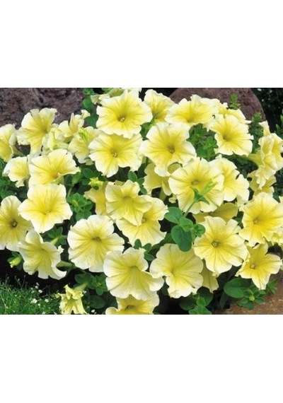 Sarı Petunya Çiçeği Tohumu 100+ Tohum N111584