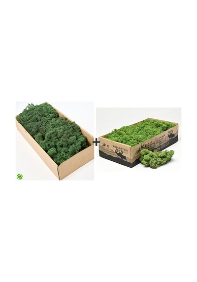 Reindeer Moss Forest Green-dark Green 2'li Set Şoklanmış Ithal Norveç Yosunu