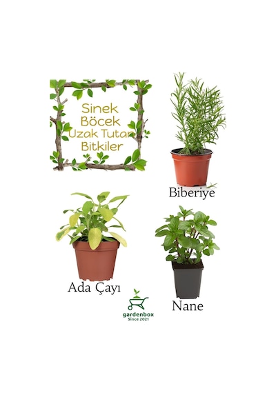 Sinek Böcek Kovucu Bitki Seti Biberiye+adaçayı+nane 10-20cm Boylarında