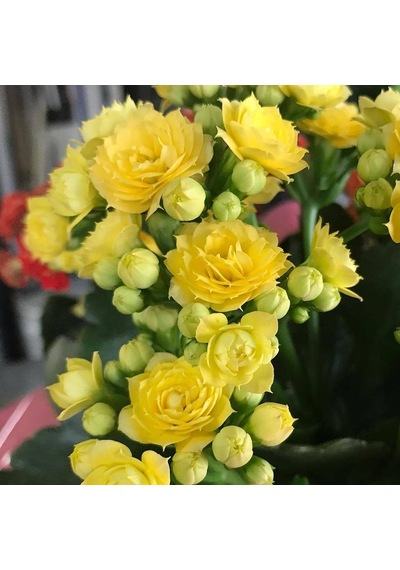 Kalanşo Çiçeği Kalanchoe 10 Adet Sarı